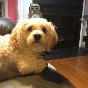 Meet your Posher, Janice